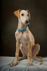 Little greyhound puppy with blue collar