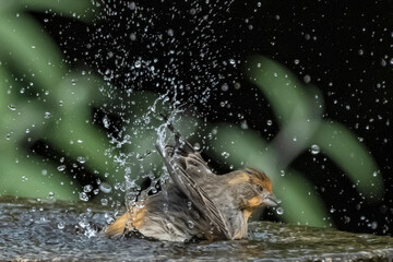 Fototapeta na wymiar House Finch (Carpodacus mexicanus) Taking a Morning Bath, and Making a Big Splash