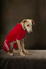 Little greyhound puppy in the red sport suit