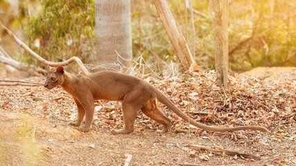 Madagascar fossa. Apex predator, lemur hunter. Side view, fossa male with long tail in natural...