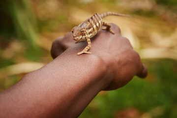 A dark striped chameleon crawling up the brown hand of a Malagasy man towards the camera. Blurred...