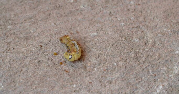 The green tea worm was bitten by many ants, causing it to writhe in agony.( Timelapse )