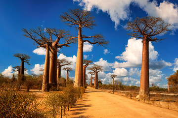 Fototapeta na wymiar Baobab alley trees at sunny day. The avenue of the baobabs in Madagascar. Blue sky with clouds. Traveling Madagascar concept.