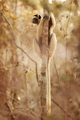 Verreaux's sifaka, Propithecus verreauxi. A medium-sized, cream-coloured lemur in the sunset-lit dry forest of Kirindy Park, Madagascar. Eye contact, vertical photo. Wildlife of Madagascar concept.