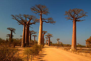 Fototapeta na wymiar Baobab alley against clear blue sky. Avenue of the baobabs in Madagascar. Traveling Madagascar theme. 