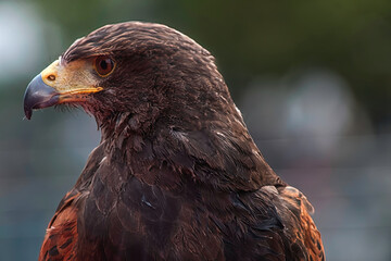 Steinadler