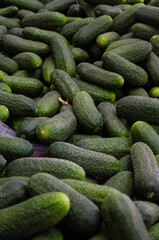 cucumbers in the market