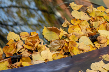 autumn leaves on the auto
