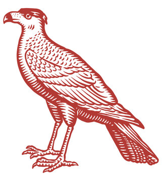 Vintage Falcon bird hand drawn vector