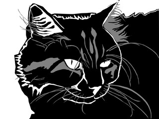 illustration of a cat