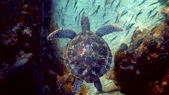 Sea turtle swims under water with small tropical fishes on background of coral reefs. Hawksbill sea turtle at Thailand on diving or snorkeling underwater. Marine life in wild nature. Slow motion.
