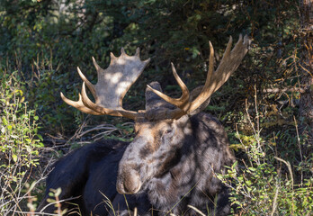 Bull Moose in Autumn in Grand Teton National Park Wyoming