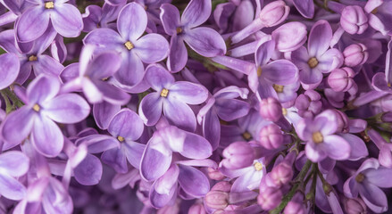 fioletowe kwiaty bzu kwitnące w ogrodzie jako baner, fioletowe tło, purple lilacs - obrazy, fototapety, plakaty