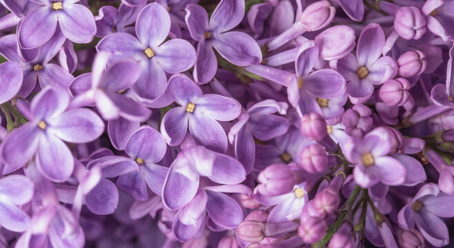 fioletowe kwiaty bzu kwitnące w ogrodzie jako baner, fioletowe tło, purple lilacs