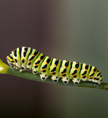 green caterpillar machaon on dill