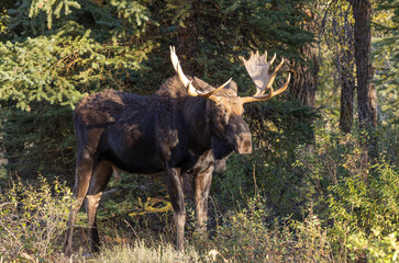 Bull Moose in Autumn in Grand Teton National Park Wyoming
