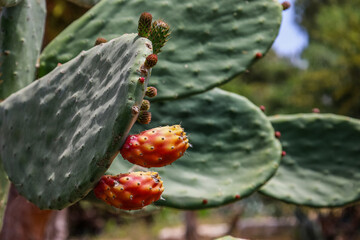 Green cacti flowering outdoors, closeup