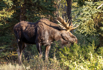 Naklejka na ściany i meble Bull Moose in Autumn in Grand Teton National Park Wyoming