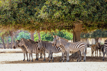 Fototapeta premium Many zebras under tree in zoological garden