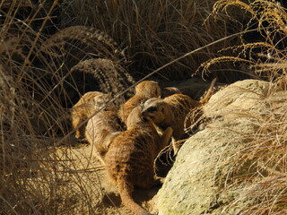 Spielende Erdmännchen