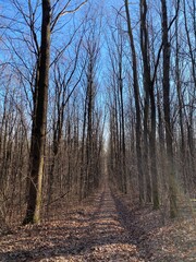 forest in autumn