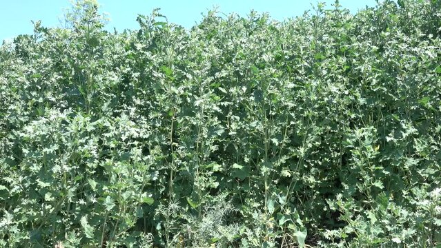Thickets of Frosted orach (Atriplex tatarica) on disturbed steppe solted lands, salt marsh flora. A good fodder plant for livestock and camels, soap making. Northern Black Sea Region
