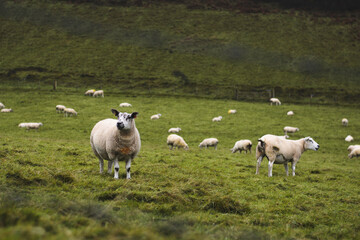 Group of sheep in the field looking at the camera head on.