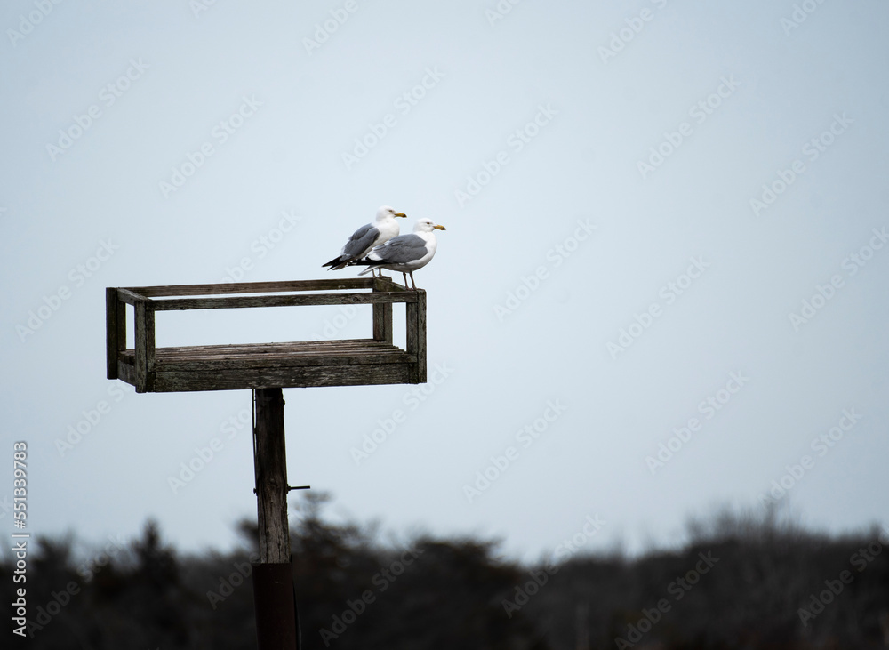 Wall mural herring gull