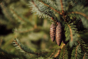 pinecone hanging from the branch close up