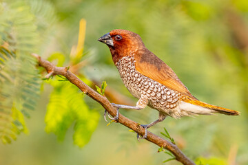 A Scally Breasted Munia on a Bush tree