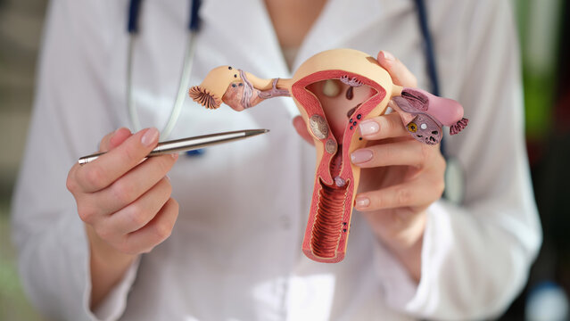 Woman gynecologist demonstrating model of female reproductive system in medical clinic.