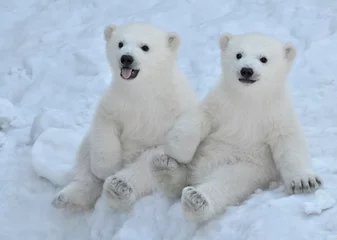 Rolgordijnen two polar bears in snow © elizalebedewa