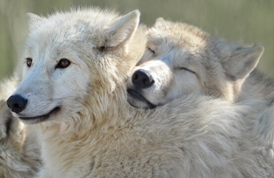 region wolf canis lupus arctos
