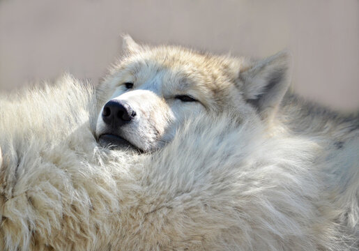 white wolf portrait
