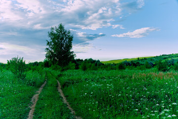 Fototapeta na wymiar A dirt road leads to a green forest.A lonely green tree. wooded area. natural forest fund. Blue sky with beautiful white clouds. Landscape in the park. Trees. grass 
