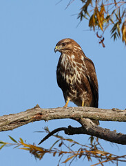 Wild common buzzard (Buteo buteo) perched in the afternoon. Beautiful bird of prey standing on a branch with blue sky background. Symbol of freedom and power. Laguna de la Nava, Palencia, Spain.