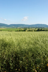 A field with ripe rape in Baden-Wuerttemberg, Germany 