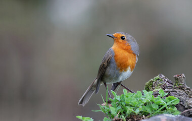 Cute wild robin (Erithacus rubecula) standing on a mossy branch of a tree with a blurry natural background. Small and common garden bird with beautiful colors in the forest.