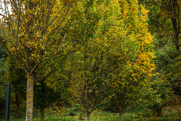 Trees with yellow and green leaves in autumn park