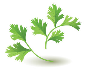 Culinary herb coriander. Popular plant, natural health care. Kitchen herb or spices banner isolated on white background