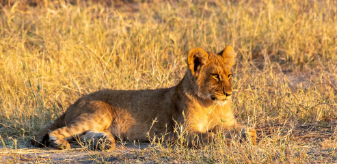 Young lion warms up in the early morning African sun