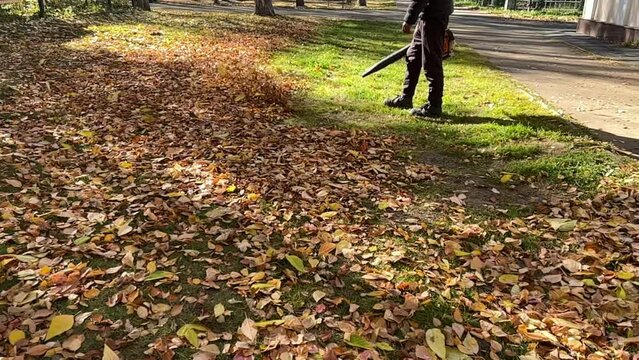 Slow motion. A man working with a blower while harvesting leaves in the park. Leaves rise and fall on the lawn on a sunny day. High quality FullHD footage