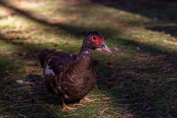 Close up wild Muscovy duck with brown feather and red beak walking on the meadow