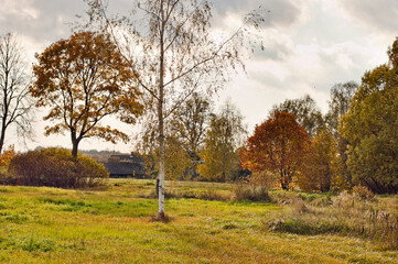 Obraz premium rural road in autumn,autumn landscape in the photo, an alley of trees with crumbling leaves