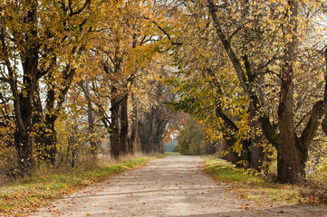 rural road in autumn,autumn landscape in the photo, an alley of trees with crumbling leaves