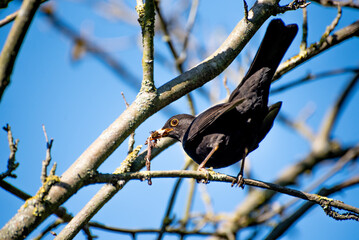 black thrush in spring. a black thrush has an earthworm in its mouth.