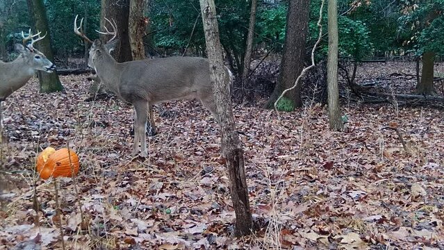 two wild whitetail deer bucks fighting for food