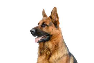Portrait of a German Shepherd Dog on White Background. Service or Working Male Dog Isolated on White Background.