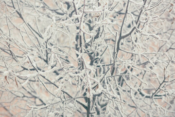 Winter texture of the branches of trees covered with a thick layer of snow