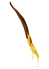 Vanilla pods aor stick. Realistic vector design isolated element. Nature spice with drops
